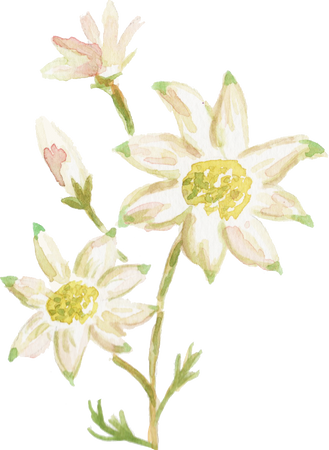 Watercolor Flannel Flower Actinotus Helianthi Australian Native Flower